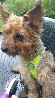 Photo №4. Je vais vendre  en ville de Londres. annonce privée - prix - Gratuit