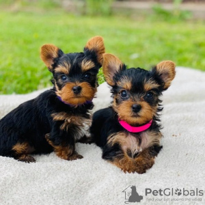 Photo №1. yorkshire terrier - à vendre en ville de Prague | négocié | Annonce №124624