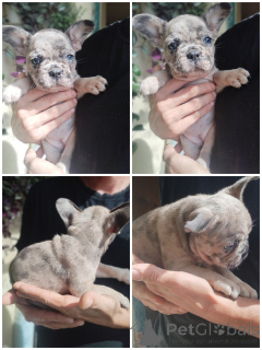 Photo №4. Je vais vendre bouledogue en ville de Brest.  - prix - Gratuit