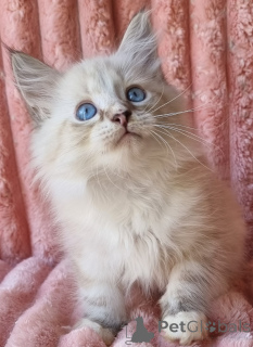 Photo №2 de l'annonce № 154385 de la vente neva masquerade - acheter à Ukraine annonce privée, de la fourrière, éleveur