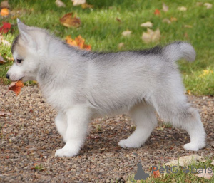Photo №1. shiba - à vendre en ville de Ville centrale | négocié | Annonce №168783