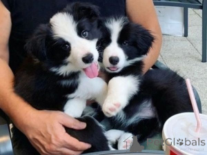Photo №1. border collie - à vendre en ville de Tampere | négocié | Annonce №175139