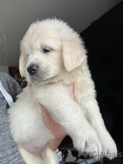 Photo №1. golden retriever - à vendre en ville de Düsseldorf | négocié | Annonce №158002