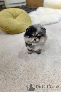 Photo №3. Chiots poméraniens pour adoption. Espagne