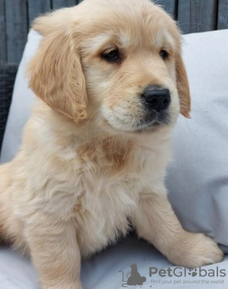 Photos supplémentaires: Adorables chiots Golden Retriever prêts à rejoindre gratuitement leur nouvelle