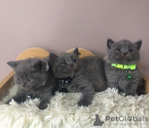 Photo №2 de l'annonce № 118775 de la vente british shorthair - acheter à La Grande-Bretagne 