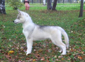 Photo №1. husky de sibérie - à vendre en ville de Perm | 426€ | Annonce №3647