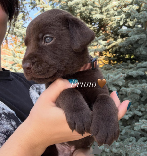 Photo №1. labrador retriever - à vendre en ville de Alkmar | négocié | Annonce №178541