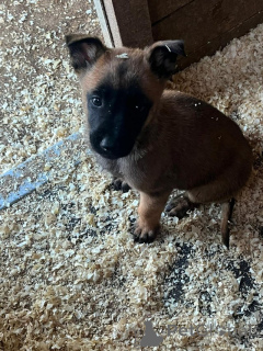 Photo №1. malinois - à vendre en ville de Ath | Gratuit | Annonce №176053
