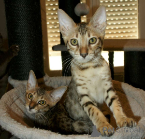 Photo №3. chatons savannah 2 males 1 femelle brown spotted gold. Belgique