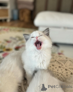 Photo №2 de l'annonce № 158063 de la vente ragdoll - acheter à Allemagne éleveur