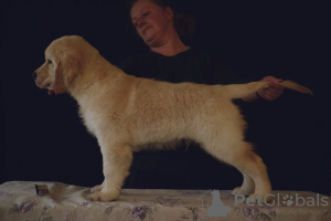 Photo №4. Je vais vendre golden retriever en ville de Saint-Pétersbourg. éleveur - prix - 845€