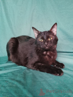 Photo №1.  - à vendre en ville de Rivière moscou | Gratuit | Annonce № 161656