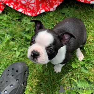Photo №4. Je vais vendre terrier de boston en ville de Ciney. annonce privée, éleveur - prix - 800€