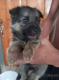 Photo №2 de l'annonce № 142816 de la vente berger allemand - acheter à Allemagne annonce privée