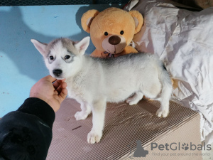 Photo №1. husky de sibérie - à vendre en ville de Москва | négocié | Annonce №17607
