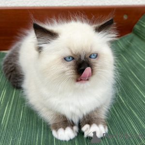 Photo №2 de l'annonce № 171360 de la vente ragdoll - acheter à Danemark éleveur