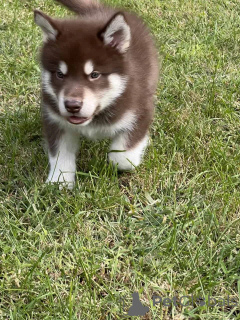 Photo №2 de l'annonce № 176230 de la vente malamute de l'alaska - acheter à USA annonce privée