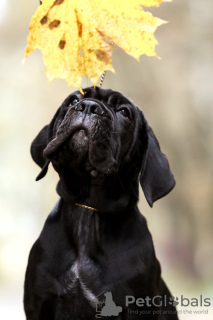 Photos supplémentaires: Chiots Cane Corso italien