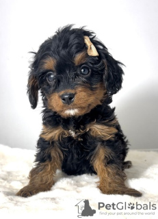 Photos supplémentaires: Cavapoo-cavapoo (caniche jouet cavalier)