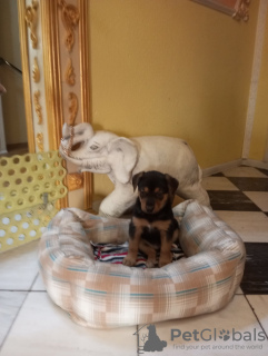 Photo №3. Chiots. Biélorussie