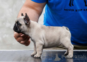 Photo №1. bouledogue - à vendre en ville de Belgrade | négocié | Annonce №173372