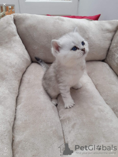 Photo №3. Chatons British Shorthair bleus. USA