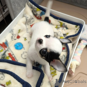 Photo №4. Je vais vendre chihuahua en ville de Helsinki. annonce privée, de l'abri - prix - 500€