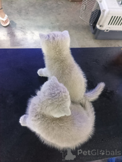 Photo №4. Je vais vendre scottish fold en ville de Anderu. annonce privée - prix - 530€