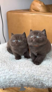 Photo №1. british shorthair - à vendre en ville de Dagenham | négocié | Annonce № 173800