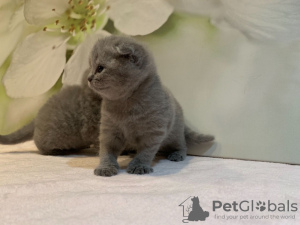 Photo №3. Les chatons Scottish Fold vaccinés sont disponibles à l'adoption dès maintenant. Allemagne