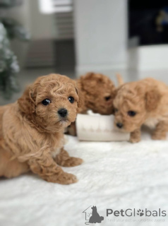 Photo №1. bichon maltais - à vendre en ville de Amsterdam | négocié | Annonce №164614