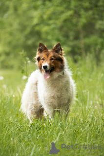 Photo №4. Je vais vendre chien bâtard en ville de Москва.  - prix - Gratuit