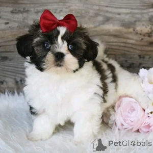 Photo №3. Chiots shihtzu disponibles pour adoption dans. USA