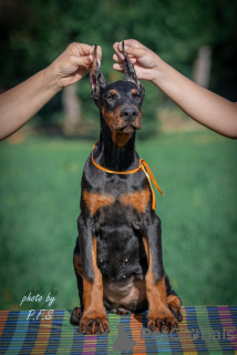 Photo №4. Je vais vendre dobermann en ville de Loznica. éleveur - prix - négocié