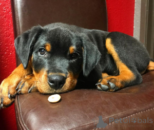 Photo №3. Chiots Rottweiler doux. Canada
