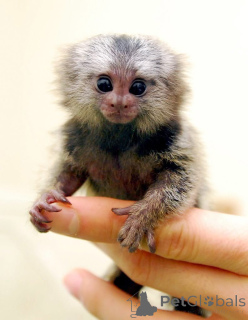 Photo №2 de l'annonce № 162665 de la vente  - acheter à USA 