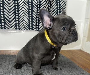 Photo №1. bouledogue - à vendre en ville de Fracasse | négocié | Annonce №167889