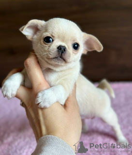 Photo №1. chihuahua - à vendre en ville de Tartu | négocié | Annonce №127331