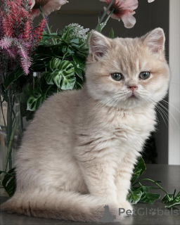 Photo №2 de l'annonce № 163612 de la vente chat chinchilla - acheter à Allemagne éleveur