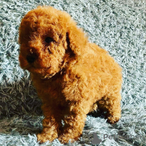 Photo №3. D'adorables chiots Caniche cherchez un foyer aimant !. France