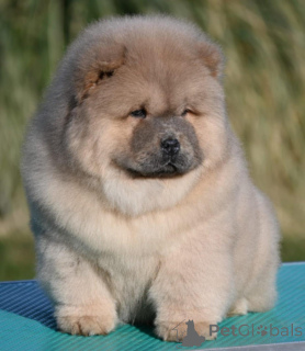 Photo №3. Chow chow chow chow chow chow. Serbie