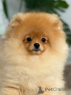 Photo №3. Chiot de Poméranie Tropus. Lituanie