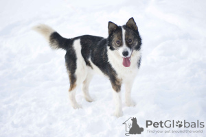 Photo №1. chien bâtard - à vendre en ville de Pushkino | Gratuit | Annonce №18288