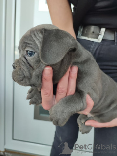 Photos supplémentaires: chiots bouledogue francais a vendre