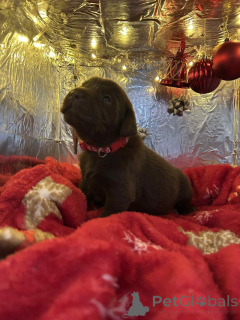 Photo №2 de l'annonce № 157687 de la vente labradoodle - acheter à Belgique éleveur