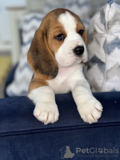 Photo №2 de l'annonce № 102243 de la vente beagle - acheter à USA annonce privée