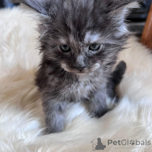 Photo №3. Chaton Mainecoon. USA
