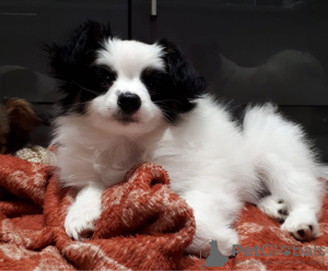 Photos supplémentaires: Les chiots Papillon avec Pedigree sont prêts pour de nouvelles maisons