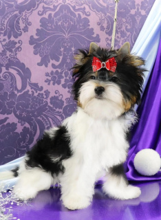 Photo №1. biewer yorkshire terrier - à vendre en ville de Пинск | 545€ | Annonce №5109